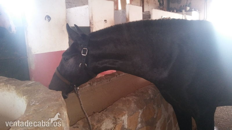 Potro PRE DE 17 MESES - Pura Raza Española