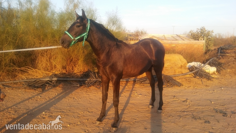 Potro PRE DE 17 MESES - Caballos Pura Raza Española (P.R.E.)