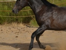 Potro PRE DE 17 MESES