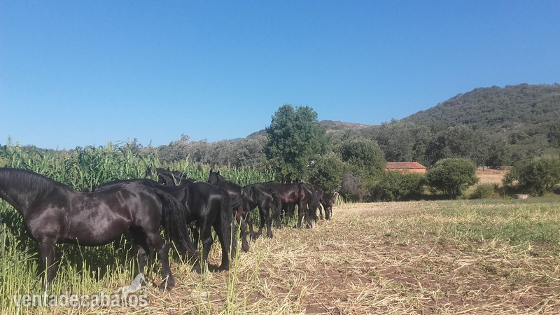 Frisones la vera - Potros Frisones