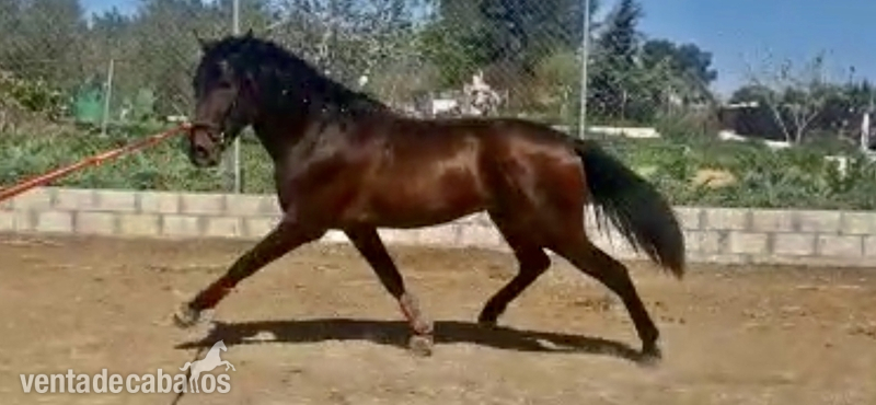 Potro Pre yeguada militar  - Caballos Pura Raza Española (P.R.E.) Pura raza española 