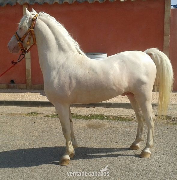 Poni Welsh