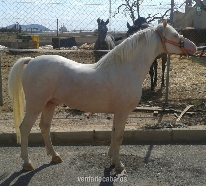 Poni Welsh {TYPE}
