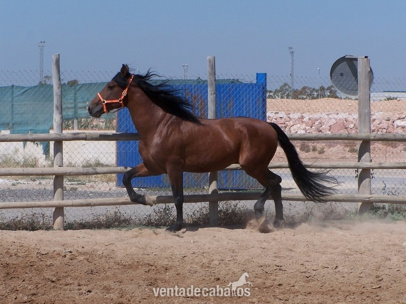 SEMENTAL P.R.E. EN ALICANTE: HEBREO XLVI in 