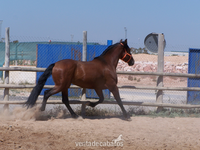 SEMENTAL P.R.E. EN ALICANTE: HEBREO XLVI - Caballos Pura Raza Española (P.R.E.) Pura Raza Española
