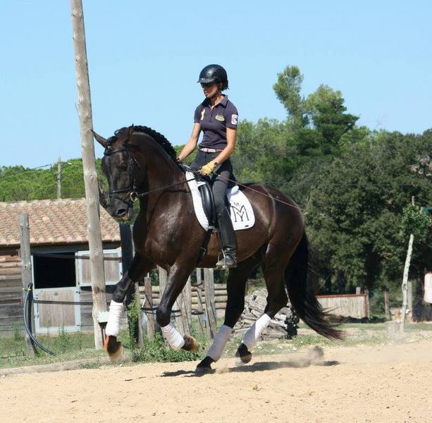 DORRI VRM PRE CAPA NEGRA - Caballos Pura Raza Española (P.R.E.) Pura Raza Española