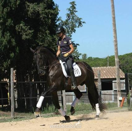 DORRI VRM PRE CAPA NEGRA in 