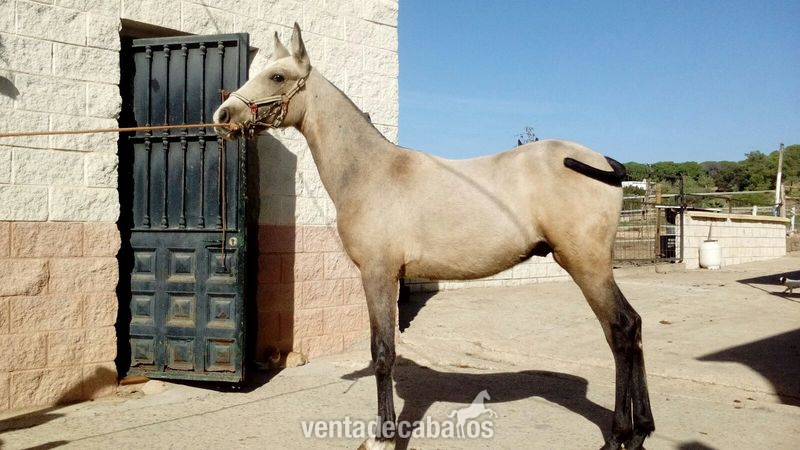 Potros de varias capas y edades PRE Y CRUZADOS in 