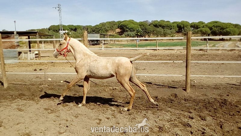 Pura Raza Española {TYPE}