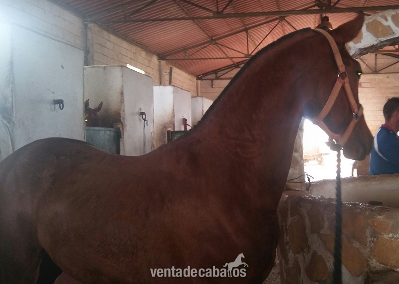 Caballos Pura Raza Española (P.R.E.) Pura Raza Española - Potros de varias capas y edades PRE Y CRUZADOS