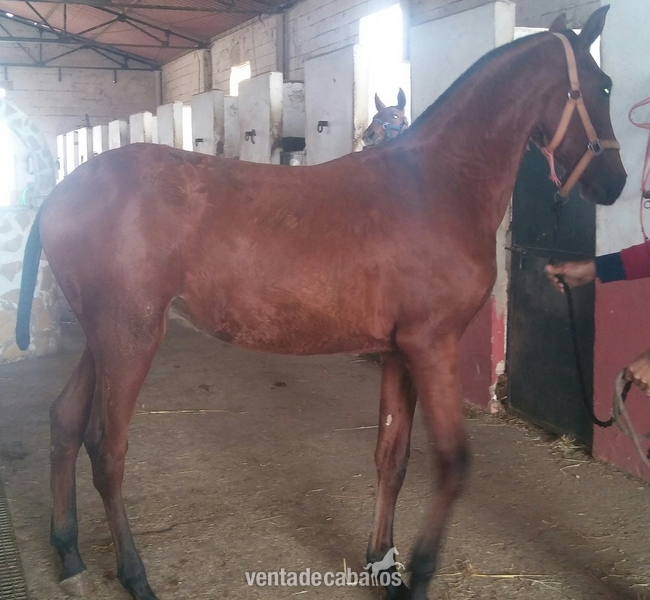 Potros de varias capas y edades PRE Y CRUZADOS - Caballos Pura Raza Española (P.R.E.) Pura Raza Española