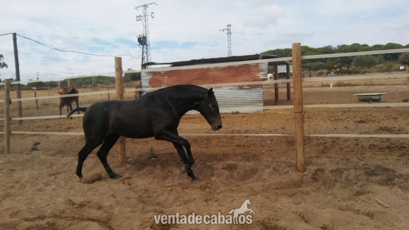Potros de varias capas y edades PRE Y CRUZADOS - Pura Raza Española