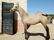 Potros de varias capas y edades PRE Y CRUZADOS