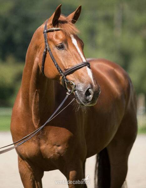 showjumper
