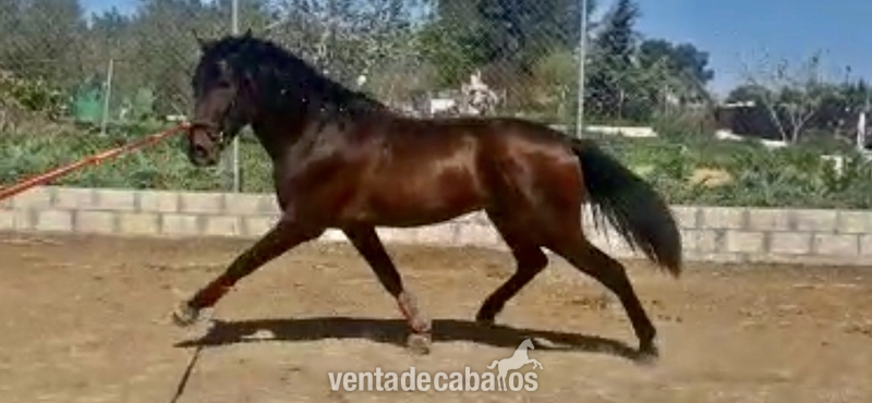 Potro Pre yeguada militar  - Caballos Pura Raza Española (P.R.E.) Pura raza española 