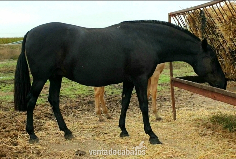 Caballos Pura Raza Española (P.R.E.) P.R.E - YEGUA NEGRA PRE BARROCA Y POTRA PALOMINA