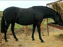 YEGUA NEGRA PRE BARROCA Y POTRA PALOMINA