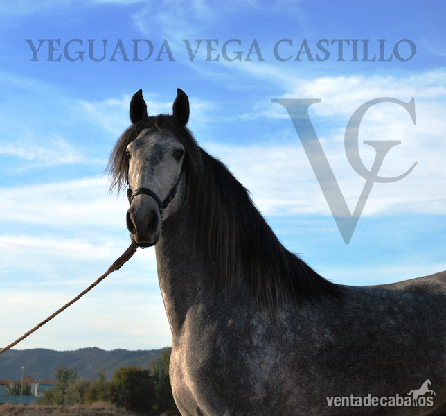 Caballos Pura Raza Española (P.R.E.) Pura Raza Española - POTRO PRE CALIDAD SUPERIOR