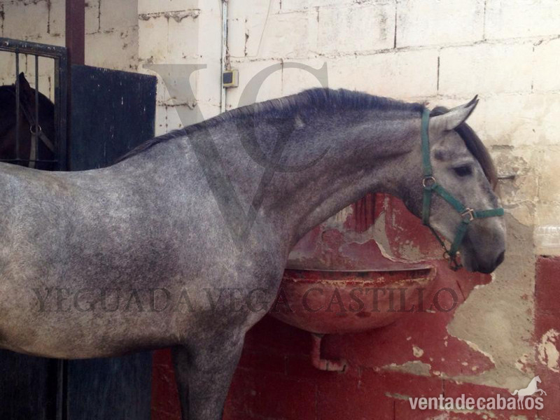 POTRO PRE CALIDAD SUPERIOR - Caballos Pura Raza Española (P.R.E.) Pura Raza Española