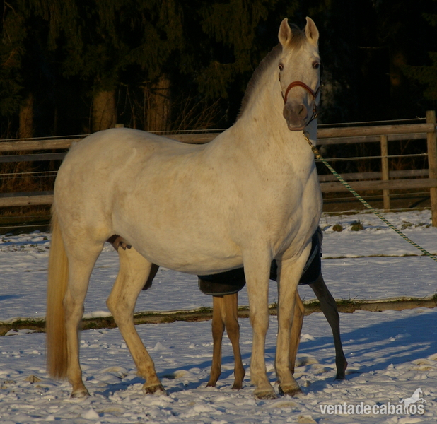 Caballos Pura Raza Española (P.R.E.) Pura Raza Española - Yegua Isabelo doble pearl PrlPrl en venta
