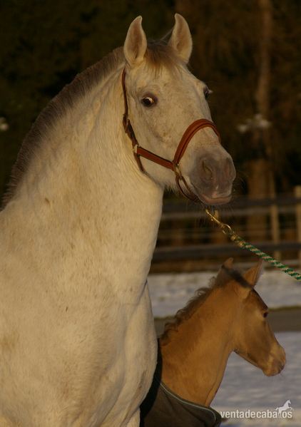 Yegua Isabelo doble pearl PrlPrl en venta - Caballos Pura Raza Española (P.R.E.) Pura Raza Española