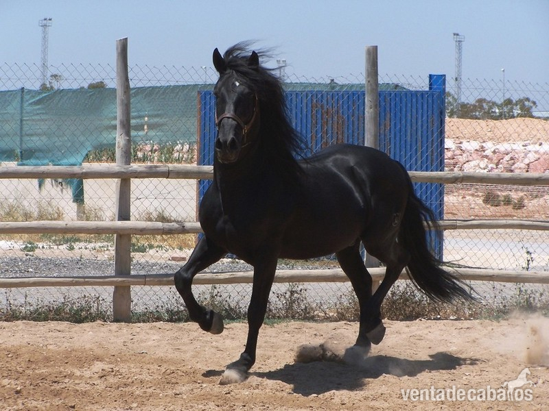 CABALLO P.R.E. EN ALICANTE:VETERANO V. in 