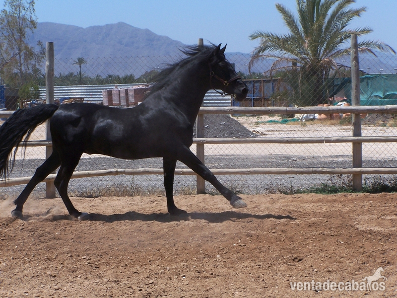 Caballos Pura Raza Española (P.R.E.) Pura Raza Española - CABALLO P.R.E. EN ALICANTE:VETERANO V.