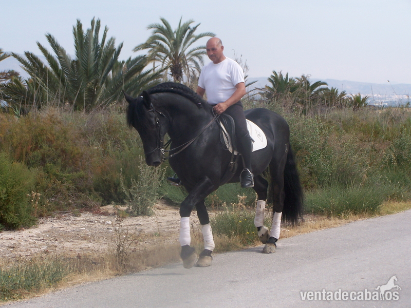 CABALLO P.R.E. EN ALICANTE:VETERANO V. - Caballos Pura Raza Española (P.R.E.) Pura Raza Española