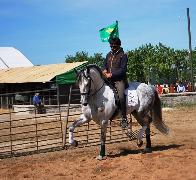 Caballos Pura Raza Española (P.R.E.) Pura Raza Española - SEMENTAL HIJO DE CAMPEON DE ESPAÑA