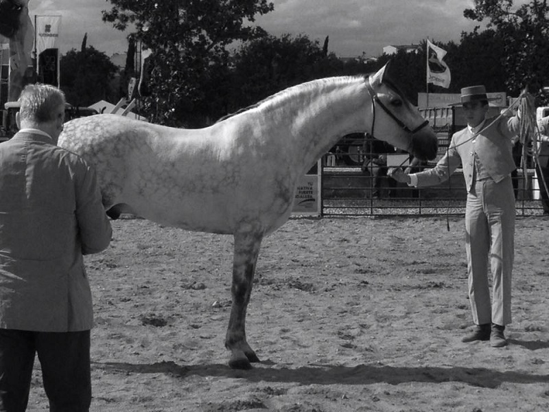 SEMENTAL HIJO DE CAMPEON DE ESPAÑA - Caballos Pura Raza Española (P.R.E.) Pura Raza Española