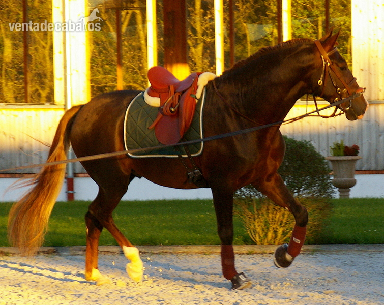 Semental PRE Escalera alazan oscuro - Caballos Pura Raza Española (P.R.E.) Pura Raza Española