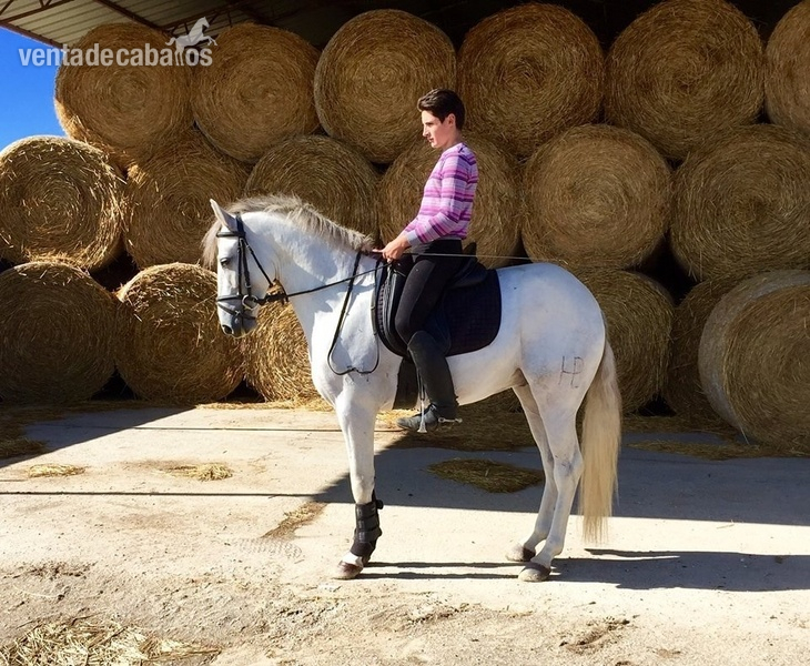 En venta caballo PRE  in 