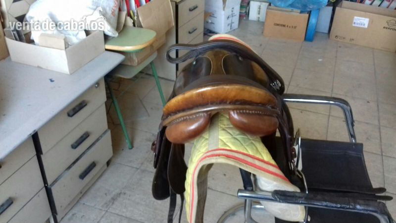  stubben parzibal doma concurso