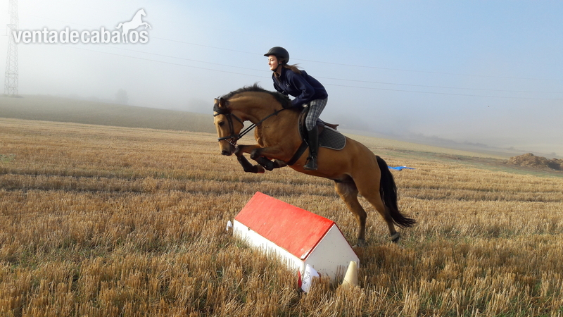 Caballo bayo 7 años in 