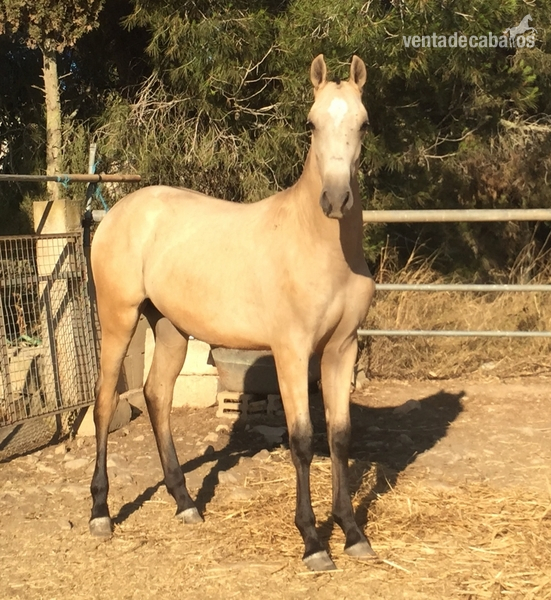 CSR Caballos Suñer Rigo P.R.E Andaluces in 