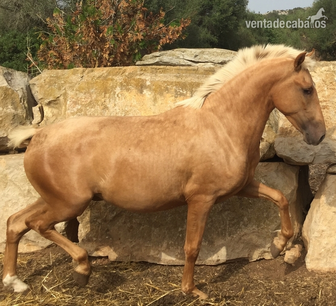 Andaluz {TYPE}