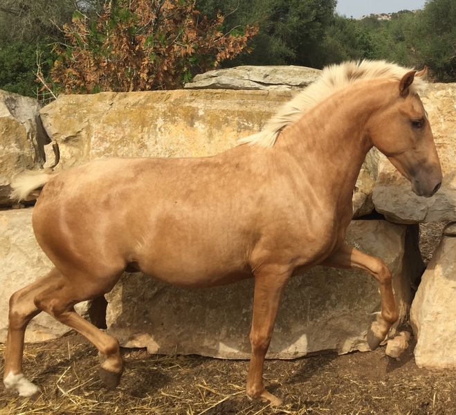 Andaluz {TYPE}