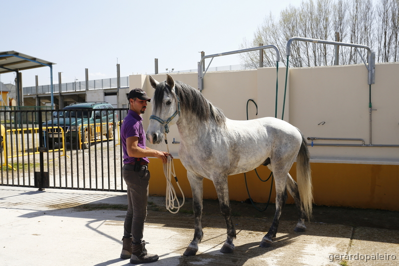 Se vende PSL hijo de Rubí. in 