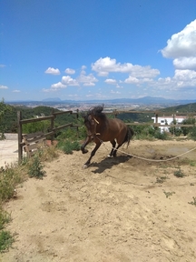 Caballo PRE castrado doma clasica y enganche