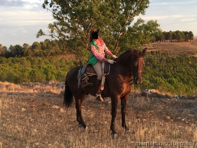 Se vende caballo PRE negro 6 años in 