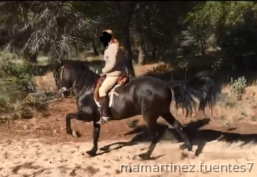 PRE {TYPE}