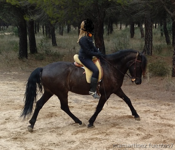 Caballos Pura Raza Española (P.R.E.) PRE - Se vende caballo PRE negro 6 años
