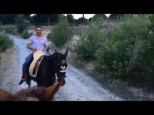 Se vende caballo PRE negro 6 años