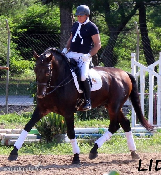 SE VENDE SEMENTAL P.R.E. - Caballos Pura Raza Española (P.R.E.) in 