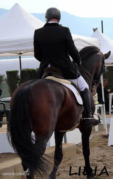 SE VENDE SEMENTAL P.R.E. - Caballos Pura Raza Española (P.R.E.)