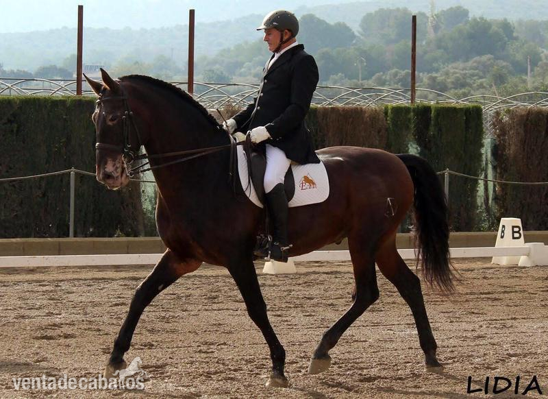Caballos Pura Raza Española (P.R.E.) - SE VENDE SEMENTAL P.R.E. in 
