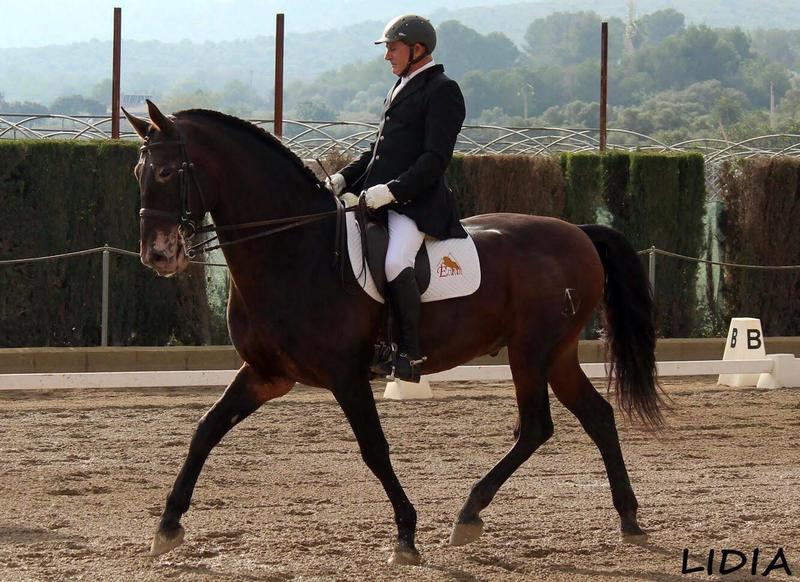Caballos Pura Raza Española (P.R.E.) - SE VENDE SEMENTAL P.R.E. in 