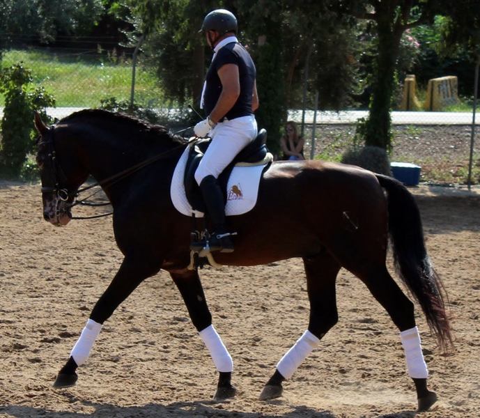 SE VENDE SEMENTAL P.R.E. - Caballos Pura Raza Española (P.R.E.) P.R.E.