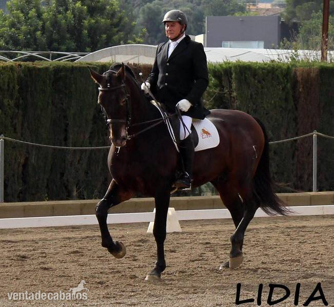 SE VENDE SEMENTAL P.R.E. - Caballos Pura Raza Española (P.R.E.)