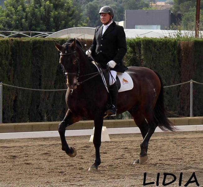 SE VENDE SEMENTAL P.R.E. - Caballos Pura Raza Española (P.R.E.)